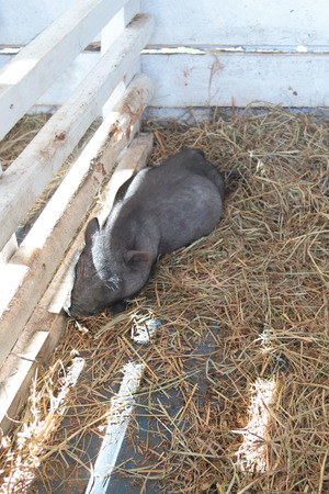 Small gray boar sleeping on hay in mini zooの写真素材
