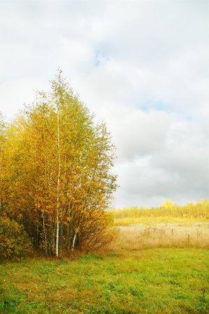 Yellow small birches on edge of forest and meadow with dry grass at autumn dayの写真素材