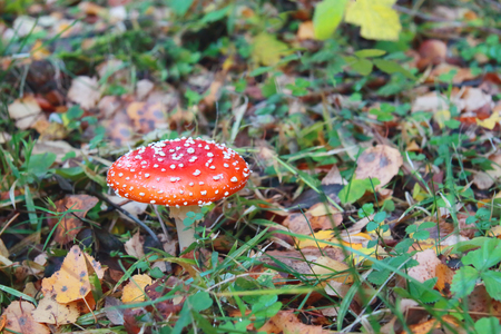 Beautiful bright red amanita among autumn dry leaves in forestの写真素材