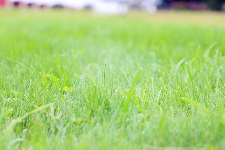 Closeup of green grass with shallow depth of field on sunny summer dayの写真素材