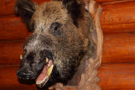 Closeup of stuffed wild boar head with fangs hanging on wooden wall logの写真素材