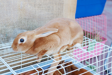 Small red hand rabbit sits on white cell in store of animalsの写真素材