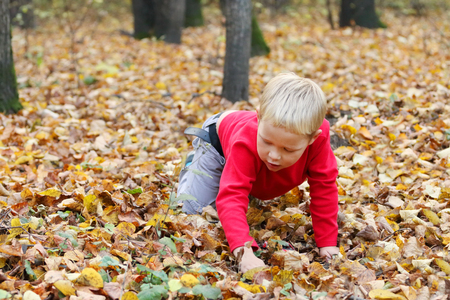 Little boy in red crawls on dry leaves in yellow autumn forestの写真素材