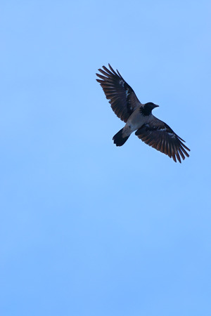 High up flying black and gray crow with large wings in blue clear skyの写真素材