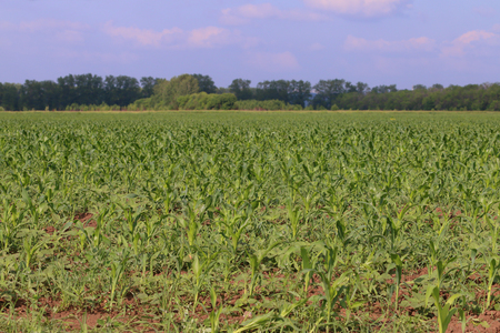 Green field with corn and trees on horizon at sunny summer dayの写真素材