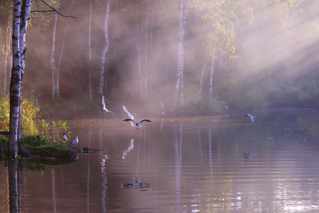 Beautiful lake with white seagulls, steam above water and sunlightの写真素材