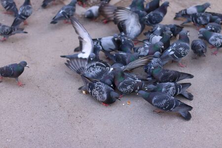 Lots of gray pigeons eat crumbs on pavement in town at summerの写真素材