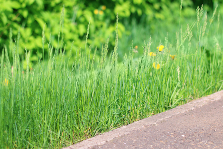 Bright fresh green grass near border on path in summer park, close up viewの写真素材
