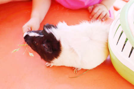 Hamster with white body and black head eating grass with girl's hands on red tableの写真素材