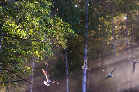 Seagulls fly in beautiful summer forest in sunlight and steamの写真素材