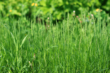 Bright fresh green grass in summer sunny park, close up viewの写真素材