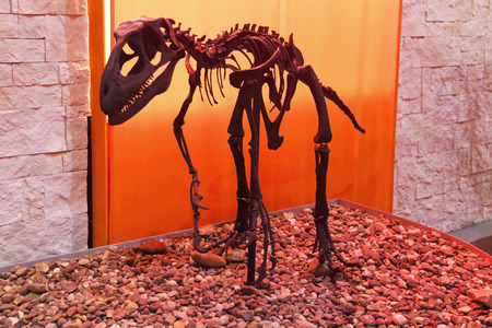 PERM, RUSSIA - APR 4, 2015: Skeleton of dinosaur in Museum of Local Historyのeditorial素材