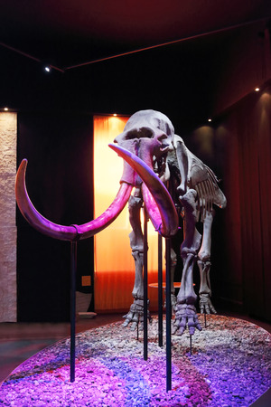 PERM, RUSSIA - APR 4, 2015: Skeleton of mammoth with tusks in Museum of Local Historyのeditorial素材