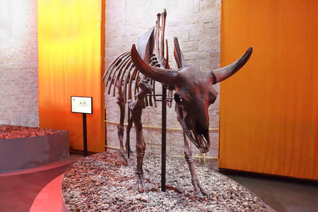 PERM, RUSSIA - APR 4, 2015: Skeleton of prehistoric animal cattle in Museum of Local Historyのeditorial素材