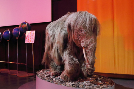 PERM, RUSSIA - APR 4, 2015: Stuffed baby mammoth with wool in Museum of Local Historyのeditorial素材