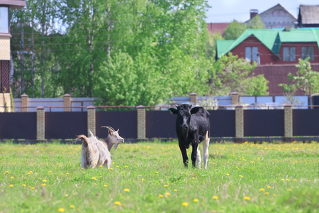 White goat and calf graze in green field near village at sunny dayの写真素材