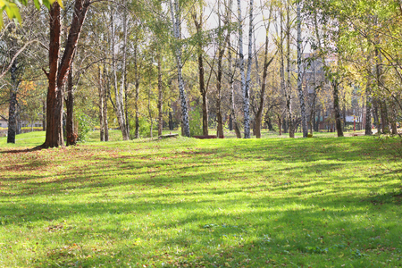 Glade with green grass in park with birches in summer sunny dayの写真素材