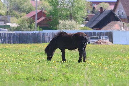 Black beautiful foal eats fresh grass in field near village at sunny dayの写真素材