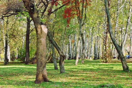Trees in park among green grass and fallen leaves at sunny autumn dayの写真素材