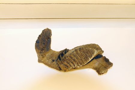 Old bones - big tooth of ancient mammoth in museum, close upの写真素材