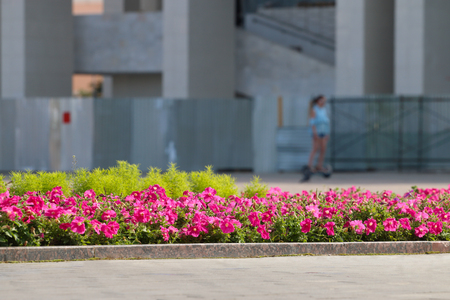 Pink flowerbed on city square at suuny day, girl on hoverboard out of focusの写真素材