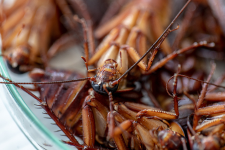Close-up cockroach for study finding parasites in laboratory.