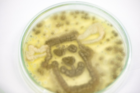 Mold Beautiful, Colony of Characteristics of Fungus (Mold) in culture medium plate from laboratory...
