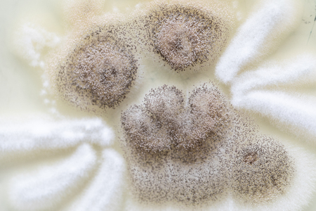 Mold Beautiful, Colony of Characteristics of Fungus (Mold) in culture medium plate from laboratory microbiology.の写真素材