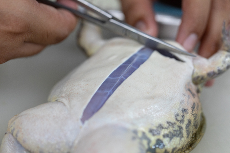 Concept of Education anatomy and physiology of frog in laboratory.