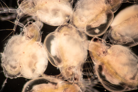 The Cladocera are an order of small crustaceans commonly called water fleas on the slide under microscope.の写真素材