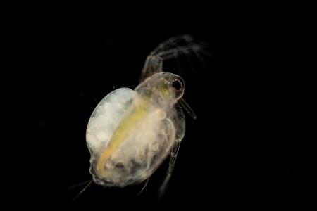 The Cladocera are an order of small crustaceans commonly called water fleas on the slide under microscope.の写真素材