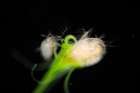 Hydra eating Water fleas (Daphnia pulex) on the slide under microscope.の写真素材