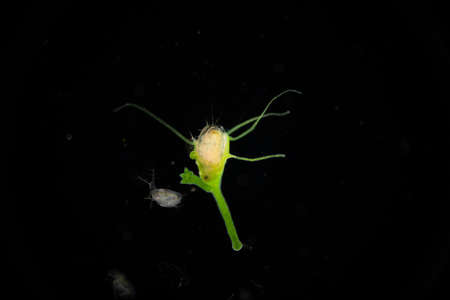 Hydra eating Water fleas (Daphnia pulex) on the slide under microscope.の写真素材