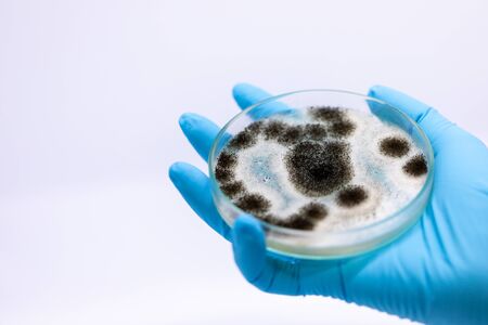 Aspergillus (mold) for Microbiology in Lab.