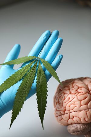 Cannabis (Drugs), Analysis of Cannabis in laboratory.の写真素材