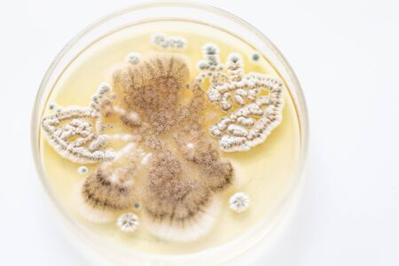 Mold Beautiful, Colony of Characteristics of Fungus (Mold) in culture medium plate from laboratory...