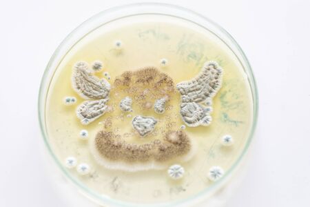 Mold Beautiful, Colony of Characteristics of Fungus (Mold) in culture medium plate from laboratory...