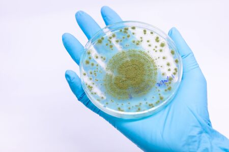 Close up of Aspergillus oryzae is a filamentous fungus, or mold that is used in food production,...
