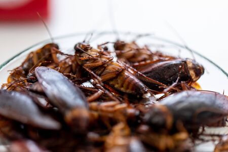 Close-up cockroach for study finding parasites in laboratory.の写真素材