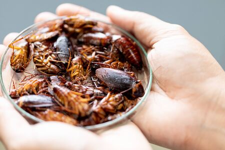 Close-up cockroach for study finding parasites in laboratory.の写真素材