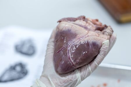 Structure Tissue of the heart for classroom education.の写真素材