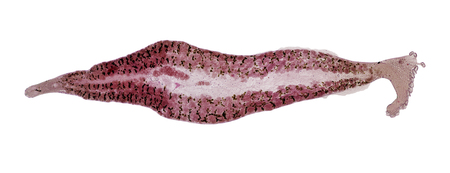 Patterns and backgrounds of Parasitic, Study for Anatomical pathology in laboratory.の写真素材