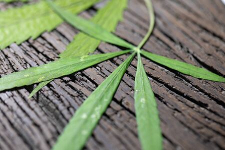 Cannabis (Drugs), Analysis of Cannabis in laboratory.