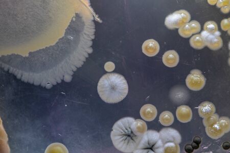 Characteristics and Different shaped Colony of Bacteria and Mold growing on agar plates from Soil samples for education in Microbiology laboratory.の写真素材