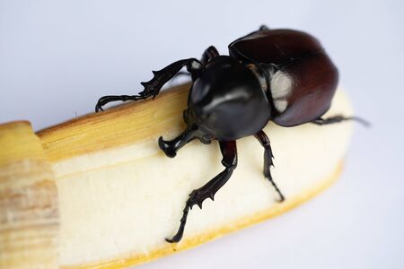 Beetles, Insects, Bugs are a group of insects form the order Coleoptera, Animal samples for education in laboratory.の写真素材