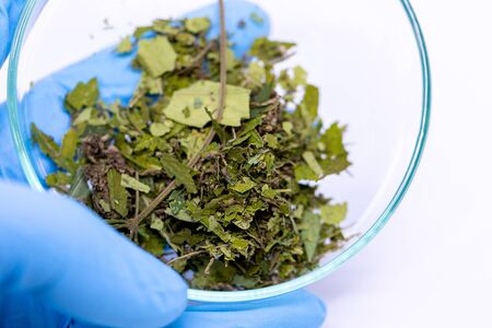 Cannabis (Drugs), Analysis of Cannabis in laboratory.の写真素材