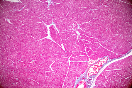 Tissue of pancreas is an organ of the digestive system and endocrine system of in humans, under the microscopic for education in laboratory.の写真素材