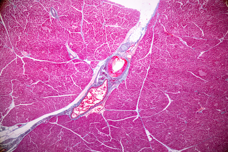 Tissue of pancreas is an organ of the digestive system and endocrine system of in humans, under the microscopic for education in laboratory.の写真素材
