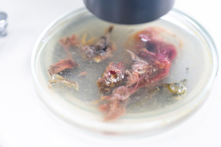 Finding parasites in samples animals for education in laboratory.