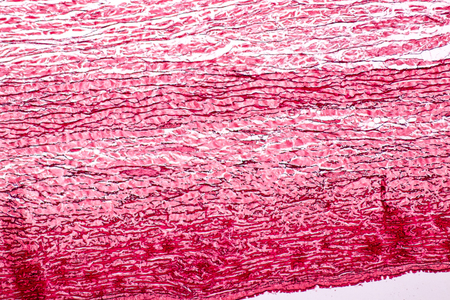 Tissue of Arteries and Veins under the microscopic, Physiology of the Arteries and Veins for education in laboratory.の写真素材